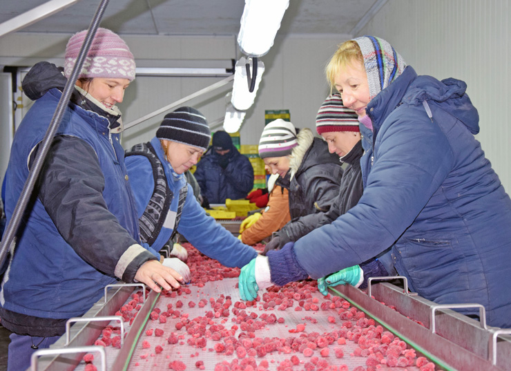 Надворі тепло, а в цеху із заморожування ягідної продукції малину перебирають за мінусової температури